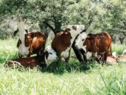 Menos trámites para la solicitud de certificado libre de deforestación