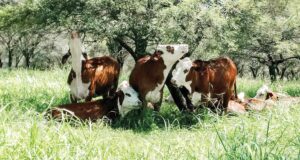 Menos trámites para la solicitud de certificado libre de deforestación