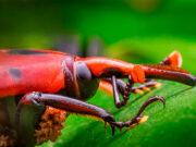 Picudo rojo de las palmeras: se declaró el alerta fitosanitaria en todo el país