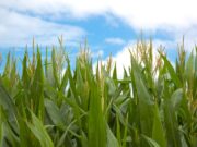 El Gobierno nacional autorizó dos nuevos productos biotecnológicos de maíz