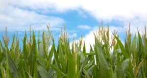 El Gobierno nacional autorizó dos nuevos productos biotecnológicos de maíz