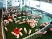 Las exportaciones del sector porcino argentino crecieron 35,1% en los primeros nueve meses del año