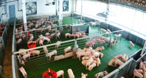 Las exportaciones del sector porcino argentino crecieron 35,1% en los primeros nueve meses del año
