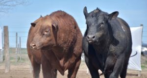 Doce cabañas confirmaron su participación en la 93° Expo Rural Río Quinto