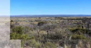 San Luis: capacitación para conocer las especies nativas, su importancia y recuperación