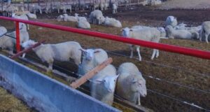 Recomendaciones desde San Luis para la implementación del engorde a corral de corderos