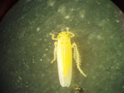 Especialistas del CONICET desarrollan estrategias para controlar los efectos de la chicharrita del maíz