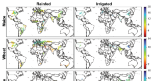 Logran completar con IA el atlas de productividad de todas las áreas agrícolas del mundo para tres grandes cultivos