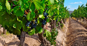 Desarrollan estudio científico para caracterizar la identidad de los Malbec argentinos