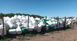 Nueva Galia será sede de una nueva jornada de recepción de envases fitosanitarios