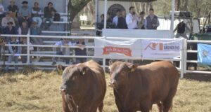 Pagaron $9,5 millones por un toro de Cabaña Don Benjamín