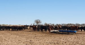 Suroeste de San Luis: cómo mejorar los indicadores productivos en un rodeo de cría