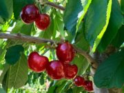 Mendoza inicia la temporada de cerezas 2024