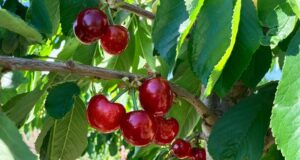Mendoza inicia la temporada de cerezas 2024