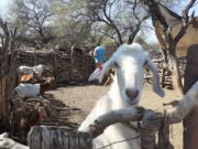 Pequeños productores de cuatro departamentos recibieron el plan de sanidad animal