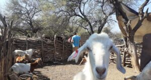 Pequeños productores de cuatro departamentos recibieron el plan de sanidad animal