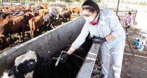 Con un cambio de estrategia, San Luis continúa su segunda campaña de vacunación contra la aftosa