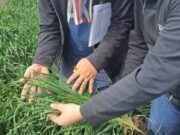 Se presentó la primera avena apta celíacos de la Argentina