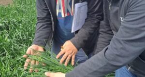 Se presentó la primera avena apta celíacos de la Argentina