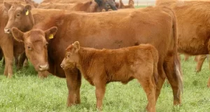 Indicios de una incipiente recuperación de las recrías y encierre de animales más pesados