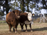 La Pampa: Investigación a campo para control de enfermedades venéreas en toros