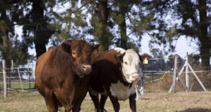 La Pampa: Investigación a campo para control de enfermedades venéreas en toros