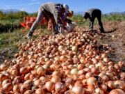 La cebolla nacional cierra una campaña histórica con cifras récord de exportación