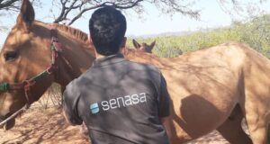 Vacunación preventiva en San Luis contra encefalomielitis equina