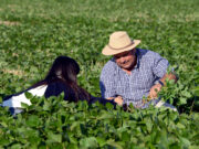 El Gobierno simplifica el Registro Único de la Cadena Agroalimentaria (RUCA)