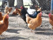 El Gobierno Nacional autorizó una nueva vacuna biotecnológica para sanidad avícola