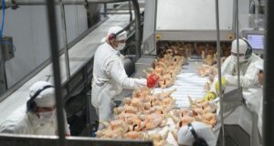 Las exportaciones avícolas crecieron 20% en los primeros 10 meses del año