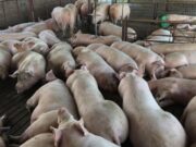 El sector porcino muestra signos de recuperación en los precios y en la producción