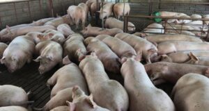 El sector porcino muestra signos de recuperación en los precios y en la producción