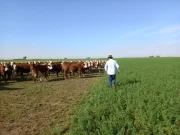 Pastoreo de alfalfa en bovinos de carne, tema central de una jornada en Villa Mercedes