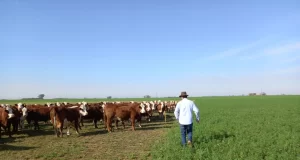 Pastoreo de alfalfa en bovinos de carne, tema central de una jornada en Villa Mercedes