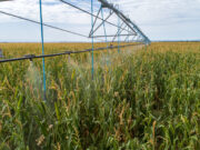 Quines será sede de una importante jornada sobre manejo integral para el control de la chicharrita en maíz