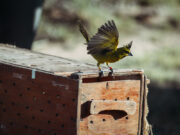 Liberaron 23 cardenales amarillos en el norte de San Luis