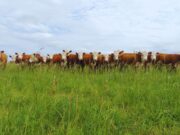 La cepa argentina modificada contra el herpesvirus trasciende fronteras