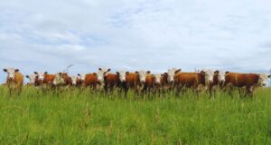 La cepa argentina modificada contra el herpesvirus trasciende fronteras
