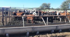 San Luis: Senasa y Ambiente suspendieron el ingreso de hacienda al feedlot ‘La Nelly’