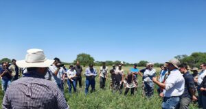 Sainfoin: presentan un forraje ideal para ambientes semiáridos