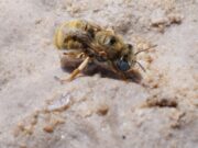 Descubren un tipo de abeja en el Sitio Ramsar Lagunas de Guanacache, Desaguadero y del Bebedero