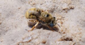 Descubren un tipo de abeja en el Sitio Ramsar Lagunas de Guanacache, Desaguadero y del Bebedero