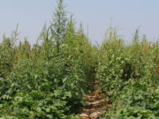Amaranthus: un estudio en toda América reveló una “alarmante” resistencia a herbicidas