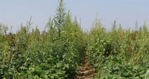 Amaranthus: un estudio en toda América reveló una “alarmante” resistencia a herbicidas