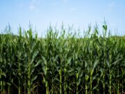 Crecer entre la sombra: logran un conocimiento clave sobre las plantas que puede ayudar a mejorar el rendimiento de los cultivos