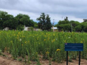Estudian el potencial del girasol perenne como alternativa forrajera