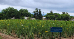 Estudian el potencial del girasol perenne como alternativa forrajera