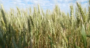 Perspectivas muy favorables para el trigo pan cultivado en San Luis