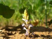 Alerta fitosanitaria nacional para prevenir el ingreso de la maleza Orobanche cumana
